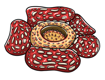 Rafflesia